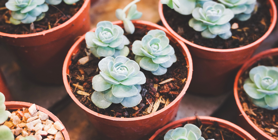 Mon petit pot de fleur - Prilly Centre